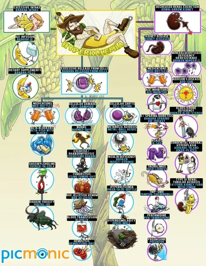 hyperkalemia infographic