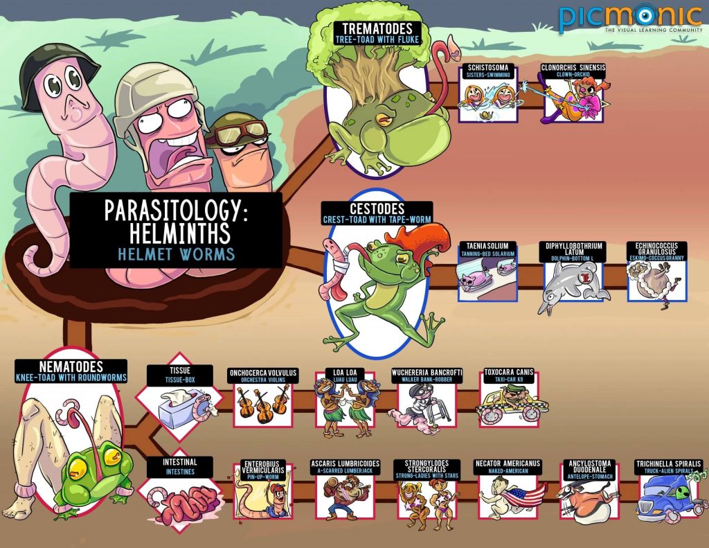 [Infographic] How to Study: Parasitology - Helminths