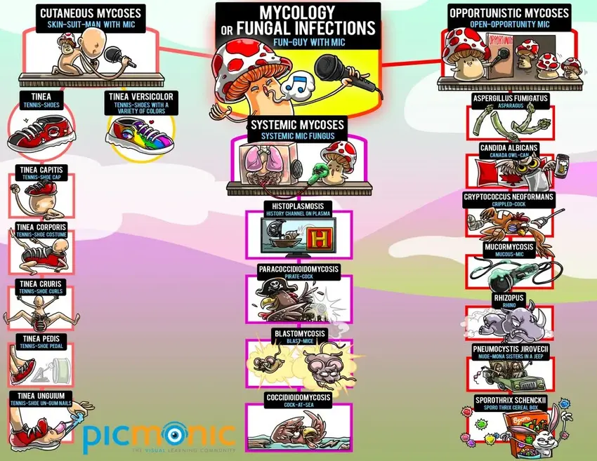 mycology of fungal infections infographic