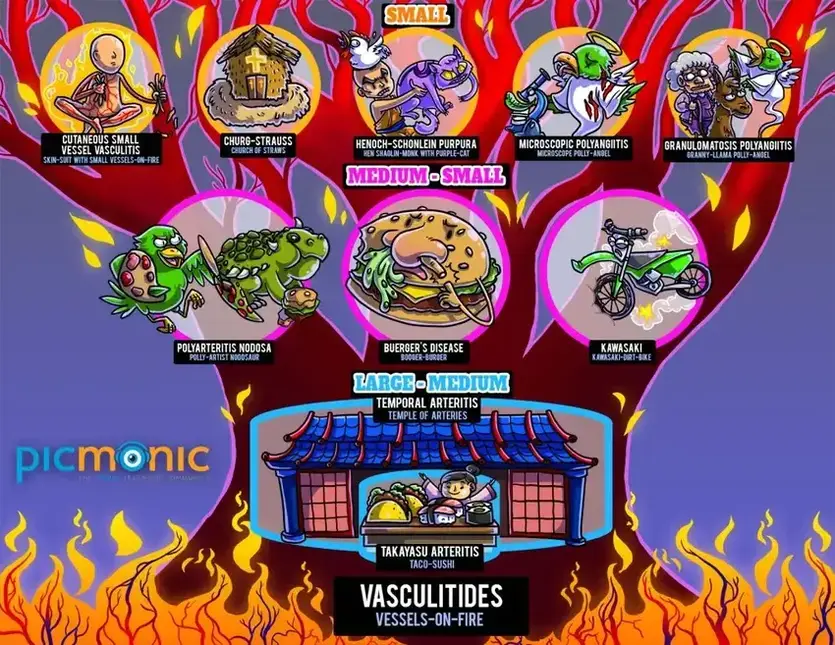 Vasculitides infographic