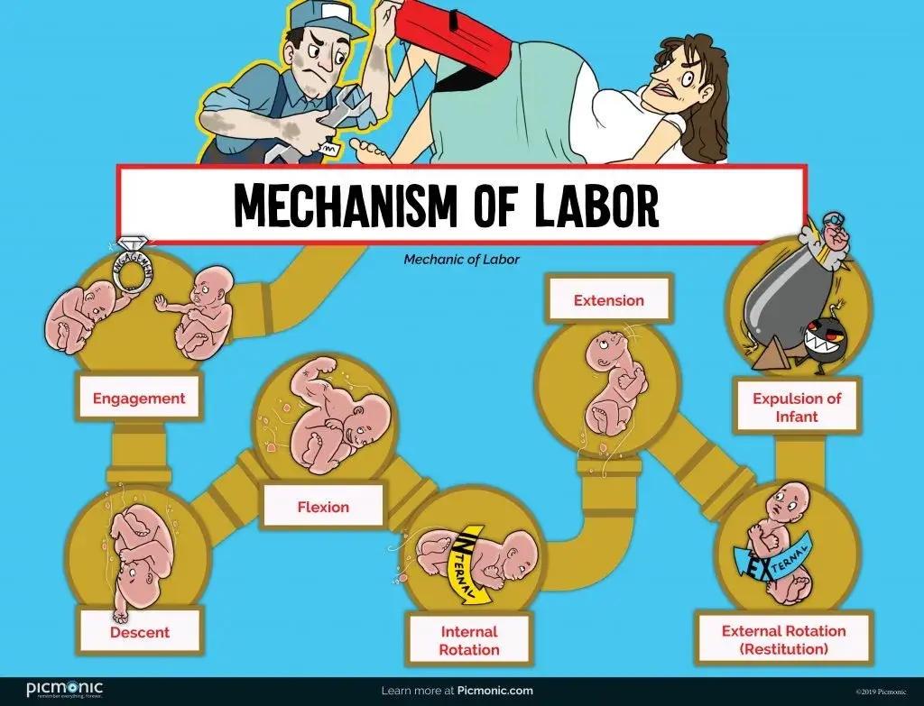 mechanism of labor infographic