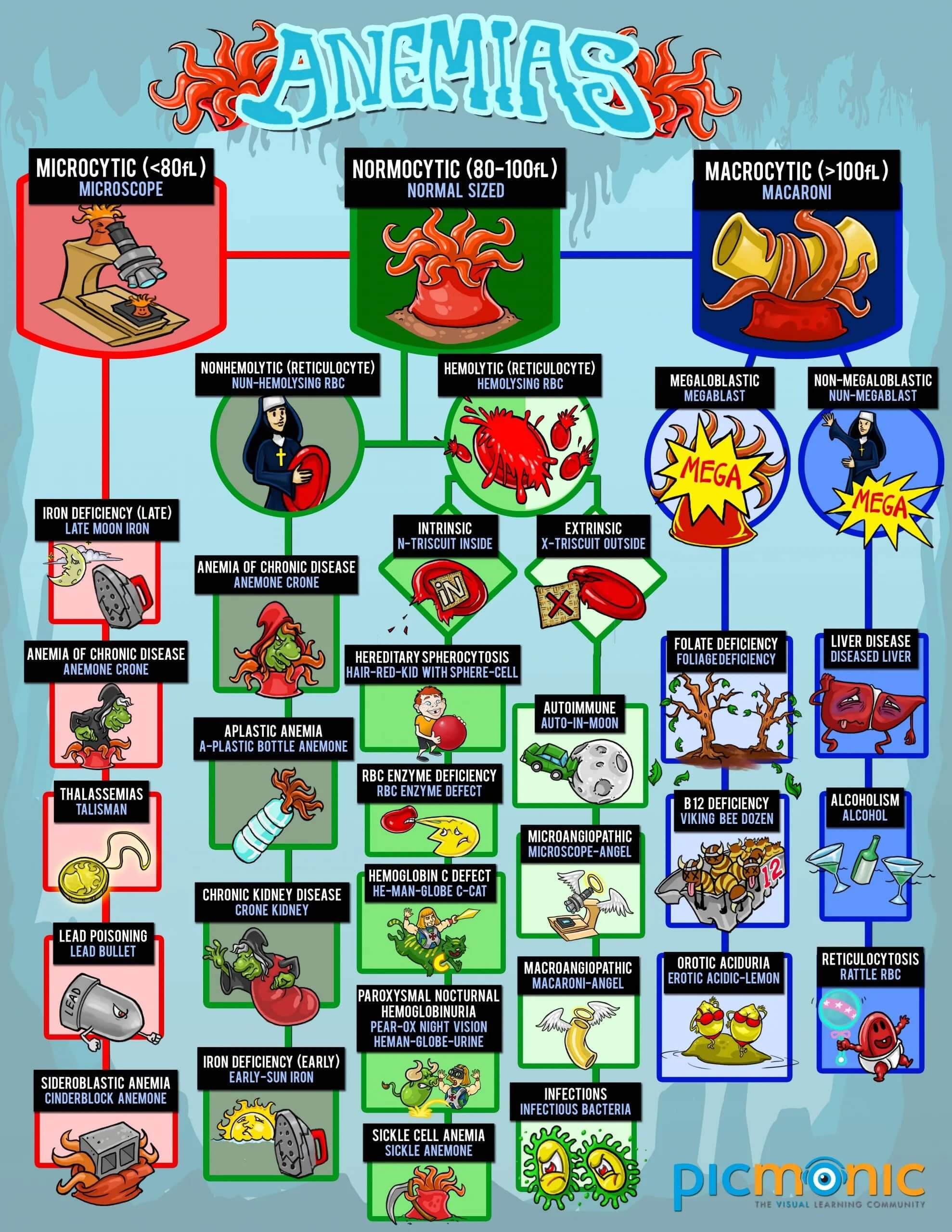 [Infographic] How to Study for Anemias | Visual Learning