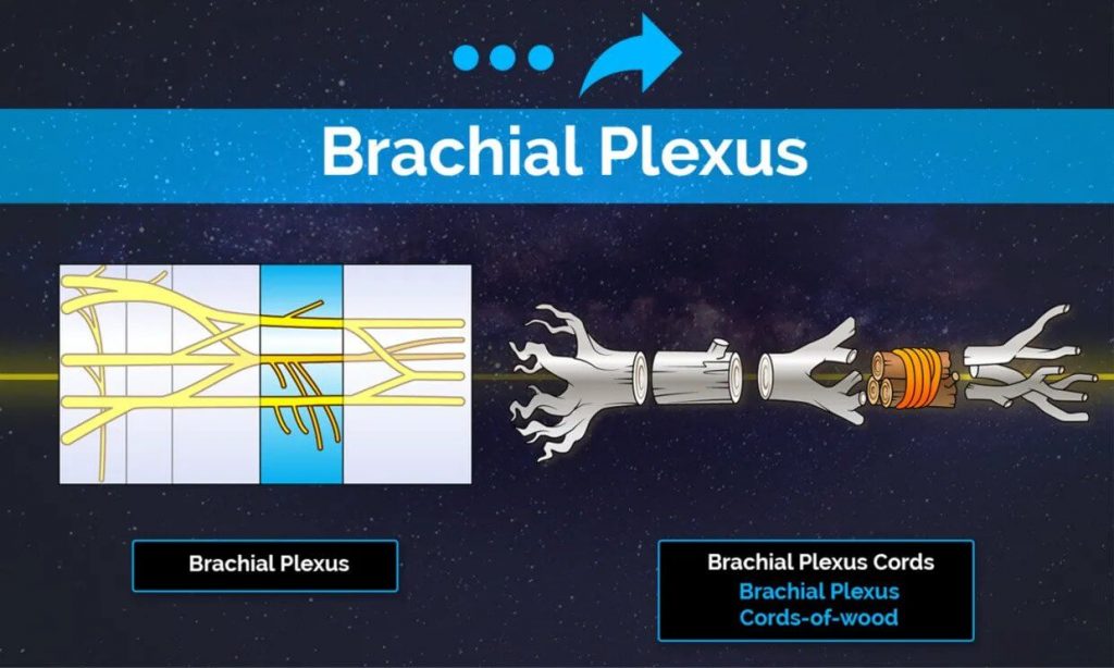Brachial Plexus Picmonic