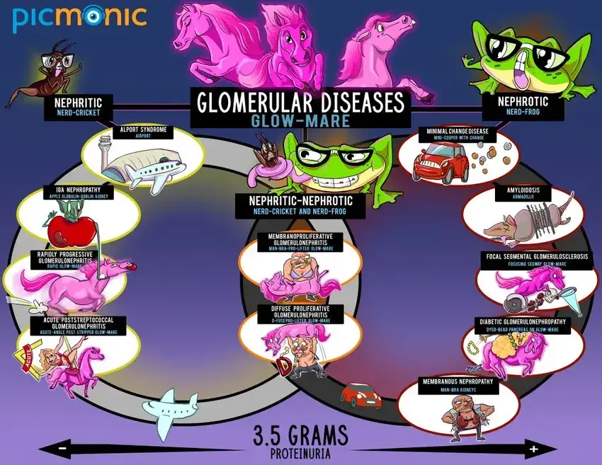 glomerular diseases infographic