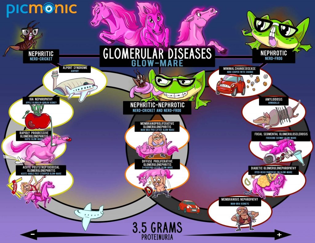 Glomerular disorders infographic