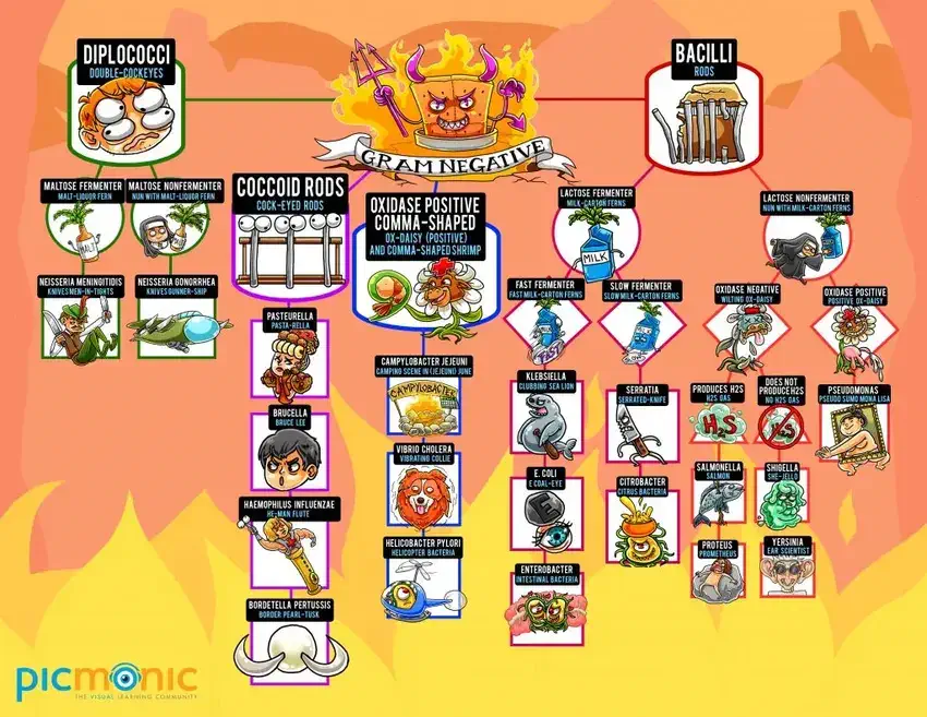 gram negative infographic
