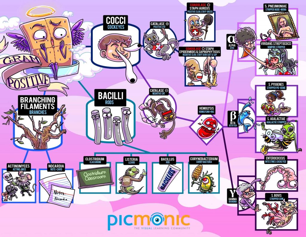 Gram Positive Infographic