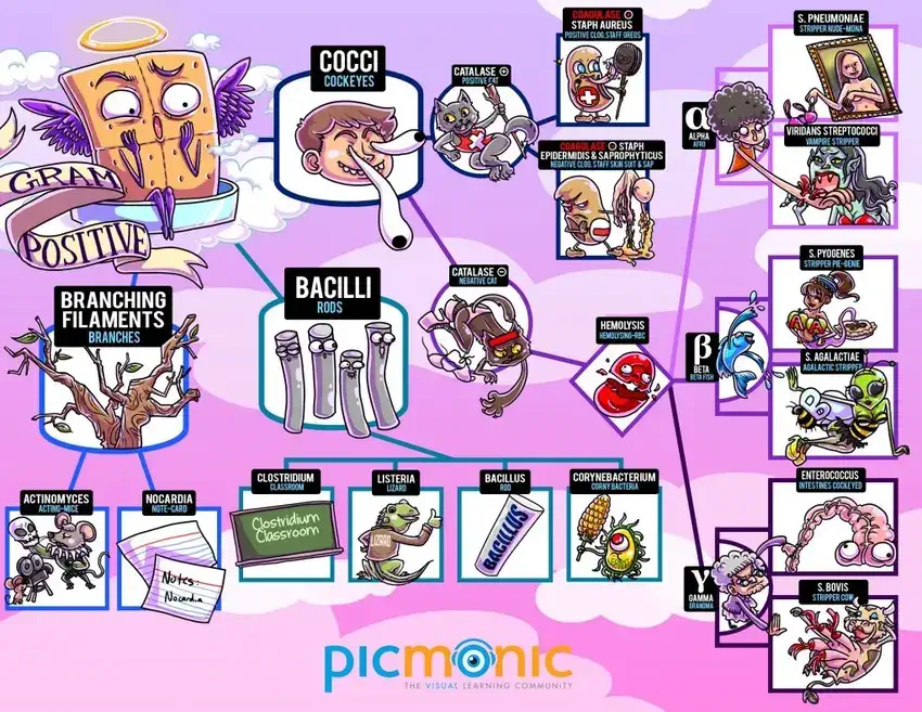 gram positive infographic