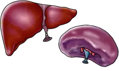 liver and spleen cartoon