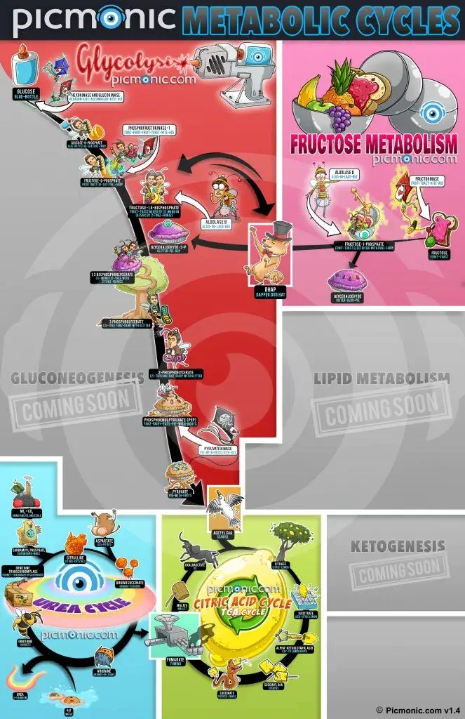 metabolic cycles infographic