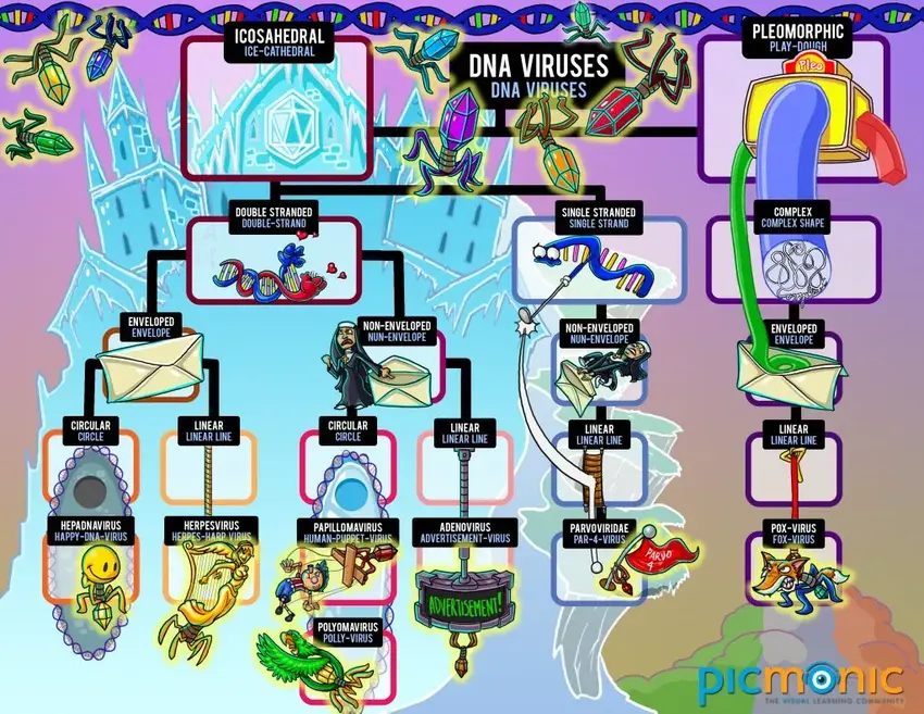 dna virus infographic